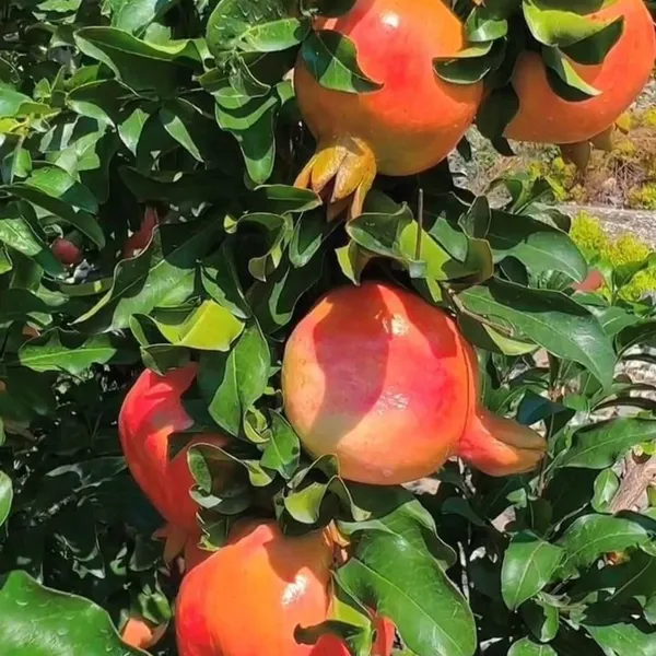 Pomegranate_Fruit_Plant