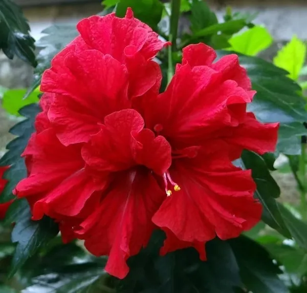 Red_Double_Hibiscus_Live_Plant