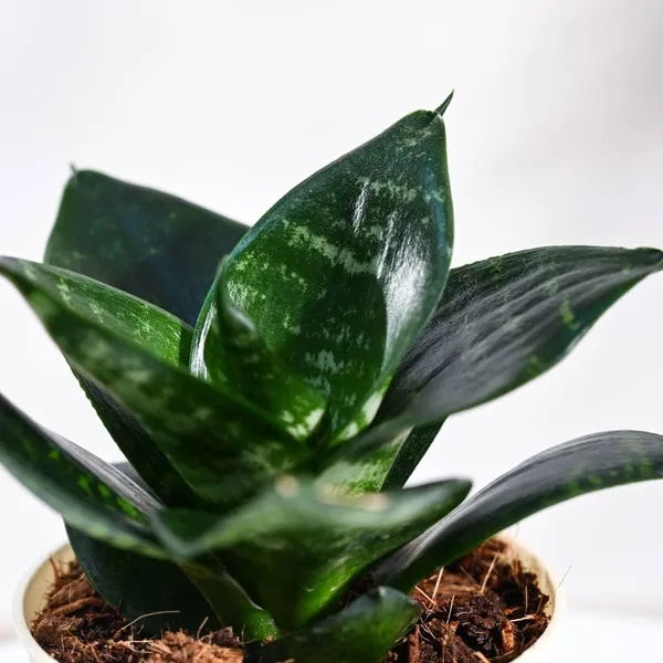 Green_Snake_Plant_Live_Indoor_Plant