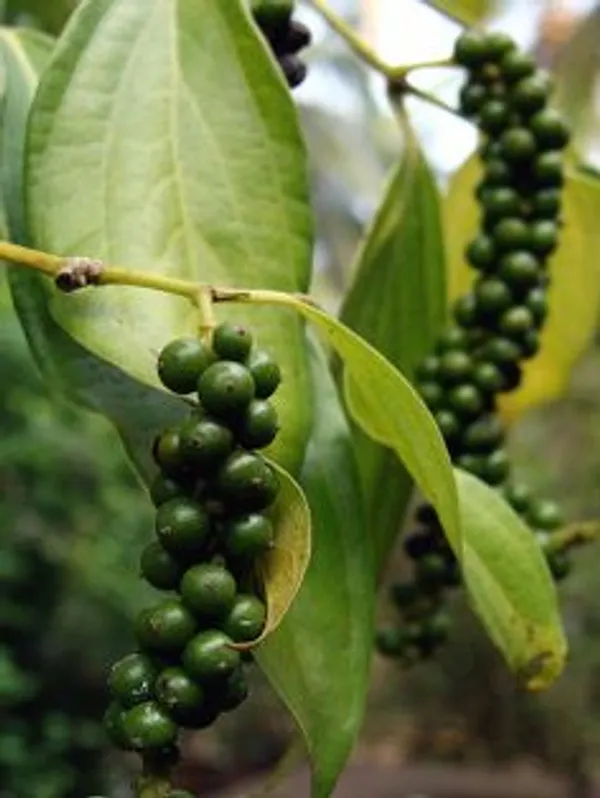 Black_Pepper_Plant