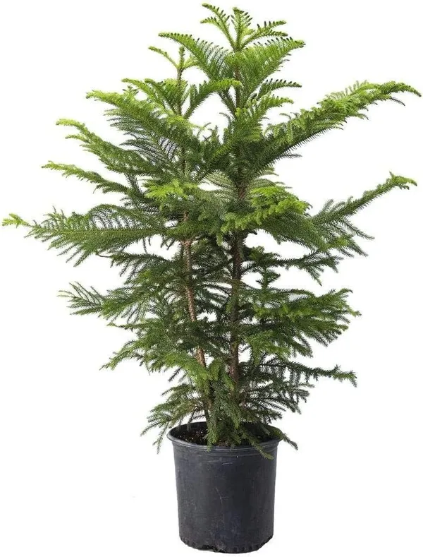 Green_Araucaria_Norfolk_Island_Pine_Live_Plant