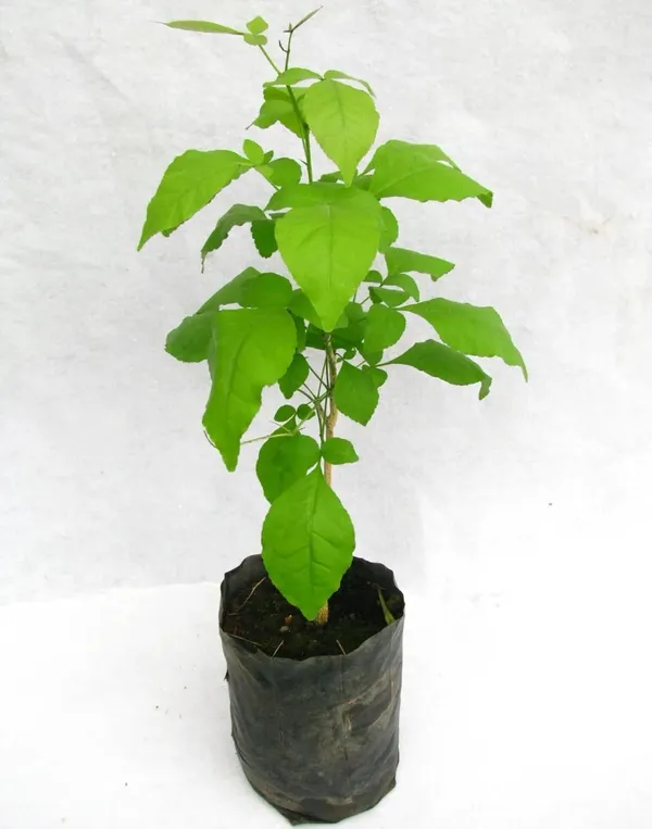 Bael_Live_Fruit_Plant