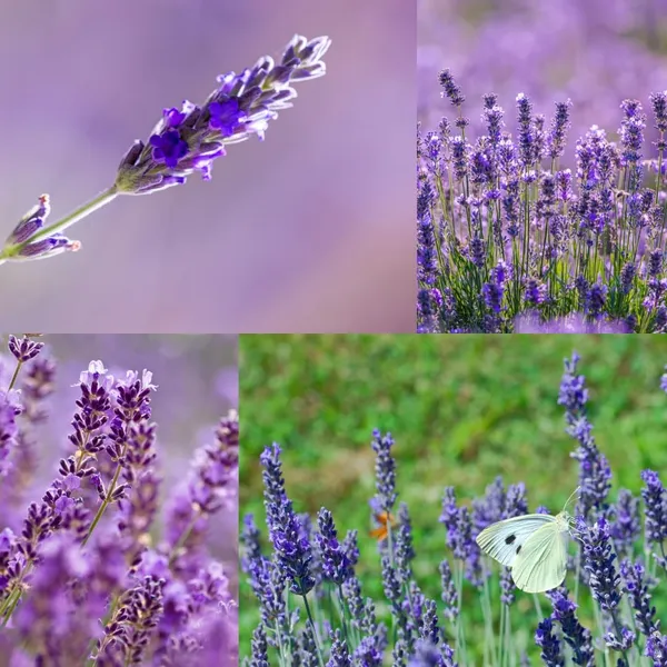 Purple_Lavender_Flowering_Plant
