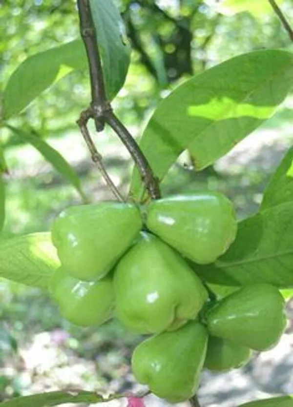 Green_Wax_Apple_Fruit_Plant