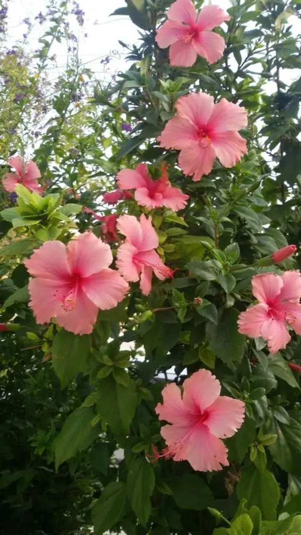 Red_And_Pink_Hibiscus_Flowering_Plant