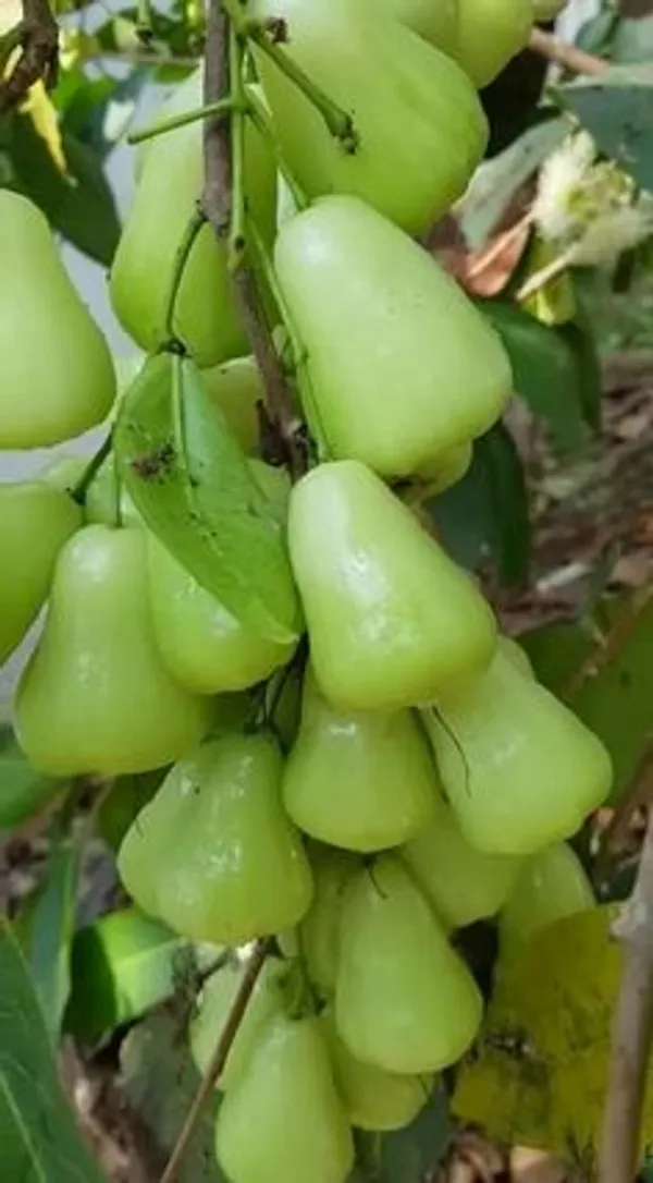 Green_Wax_Apple_Fruit_Plant