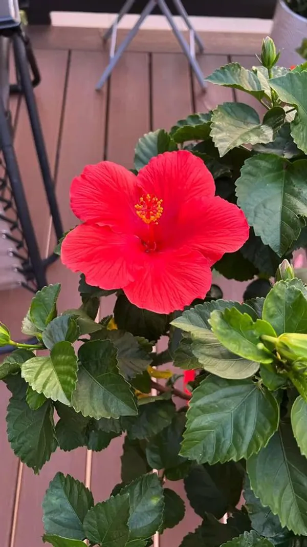Red_Hibiscus_Flowering_Plant