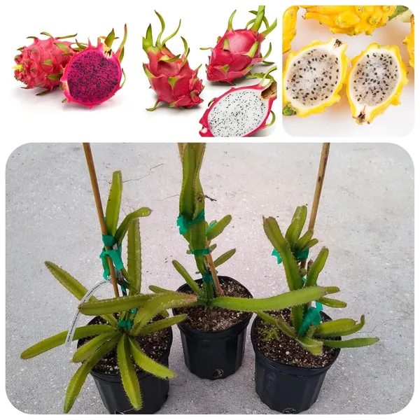 Dragon_Fruit_Live_Plant_With_Pot
