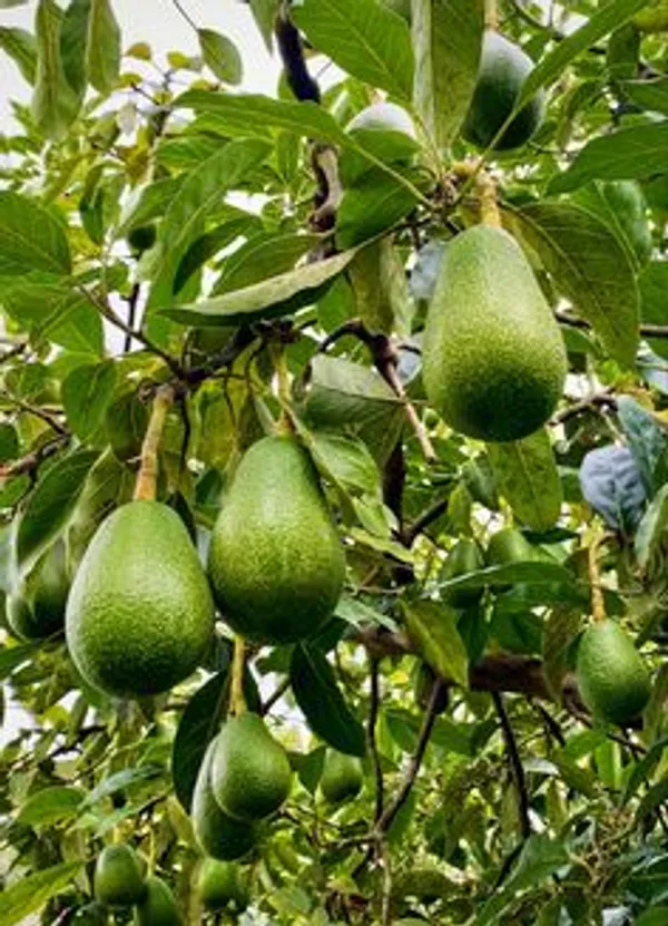 Green_Avocado_Fruit_Plant