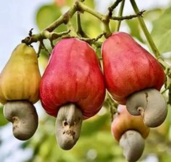 Green_Wax_Apple_Fruit_Plant