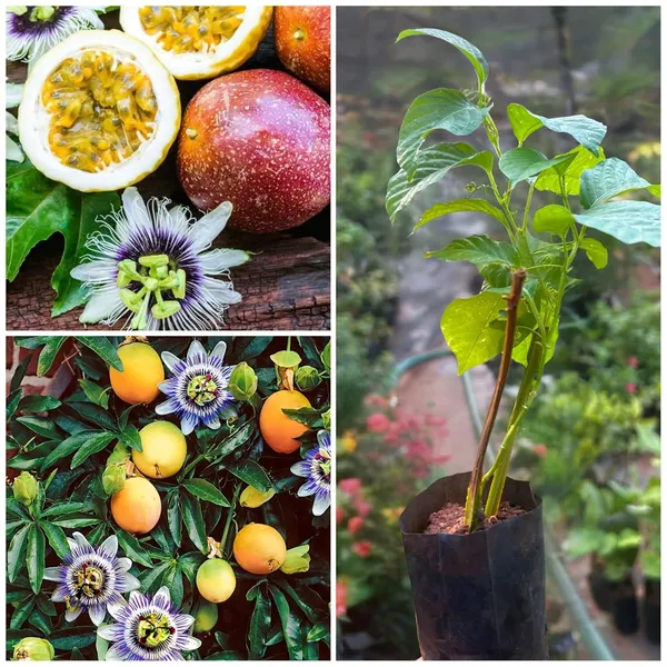 Green_Passion_Fruit_Plant_Sapling
