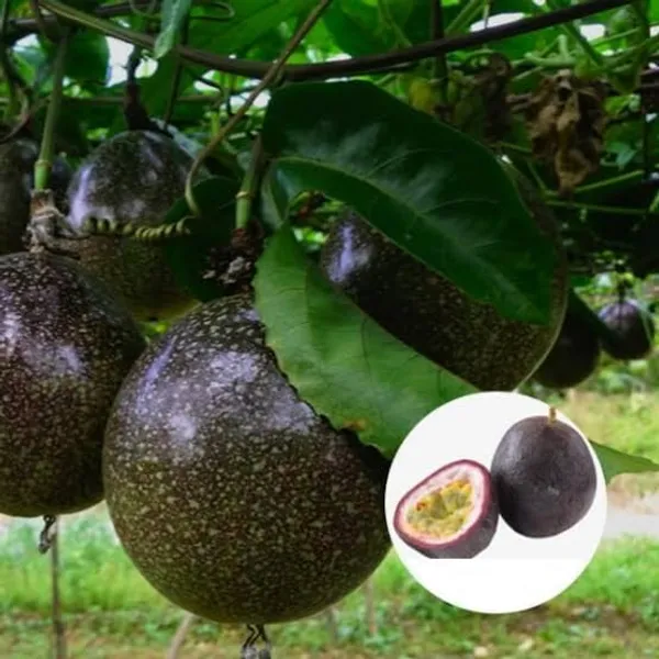Passion_Fruit_Plant_Sapling