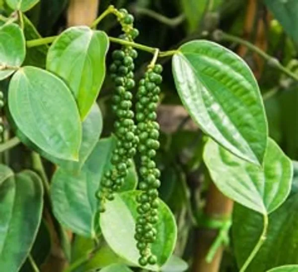 Black_Pepper_Plant