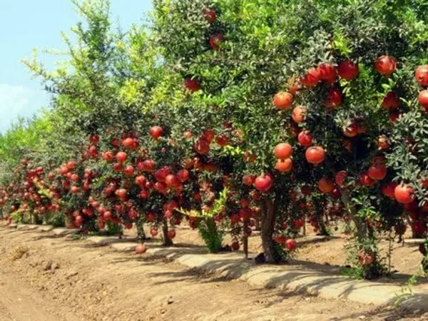 Fresh_Red_Pomegranate_Fruits