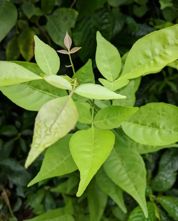 Green_Leafy_Live_Plant_In_Nursery_Grow_Bag