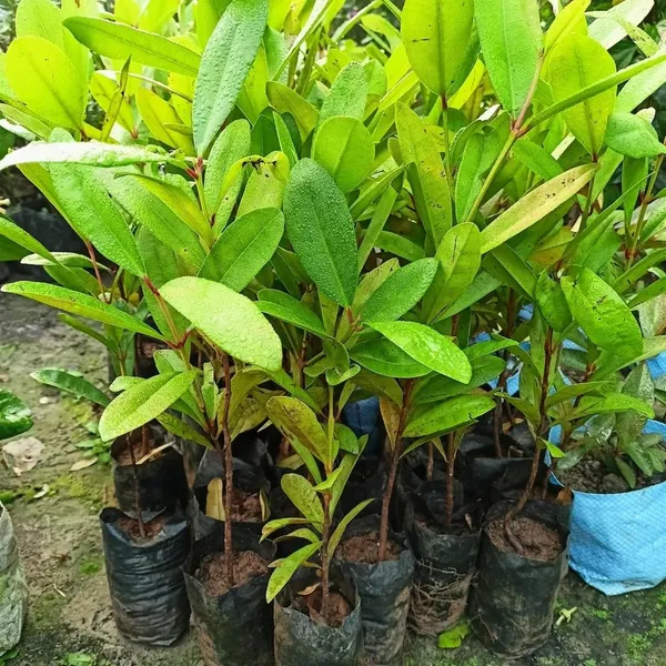 Jamun_Fruit_Plant