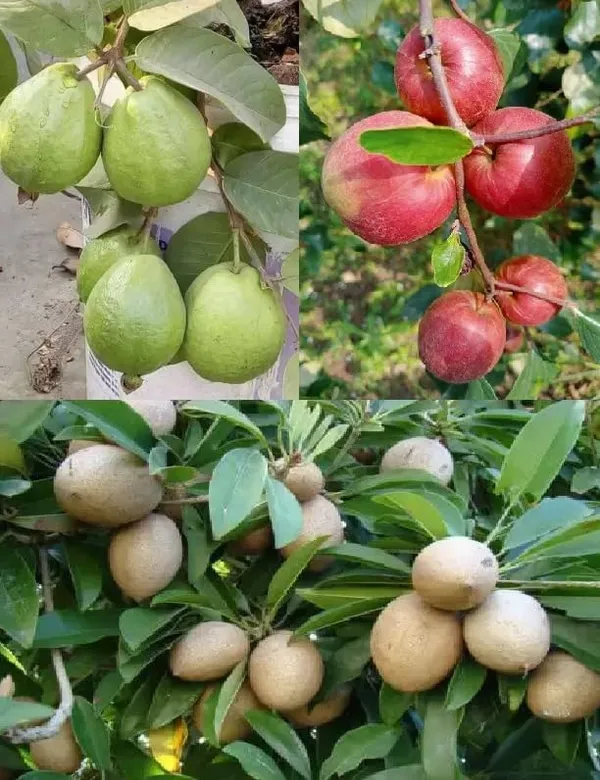 Guava_Fruit_Plant_Sapling_in_Grow_Bag