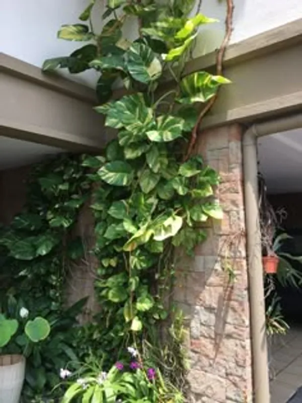 Golden_Variegated_Pothos_Live_Plant