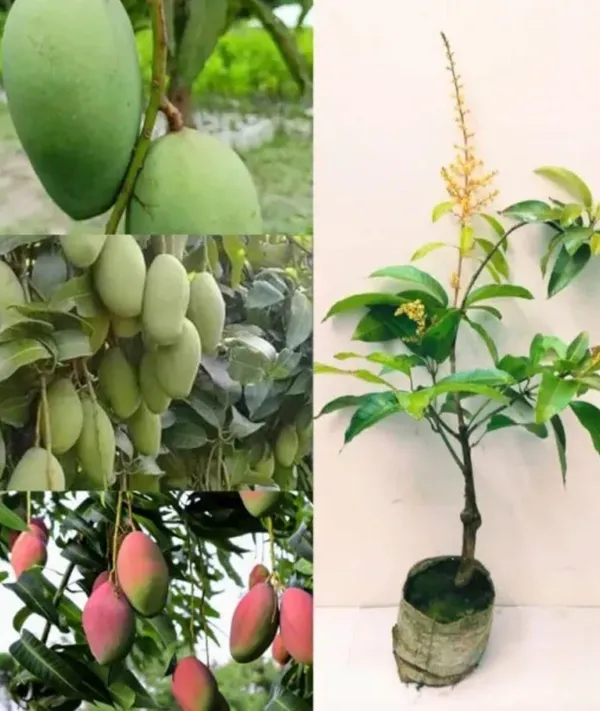 Mango_Fruit_Plant_Sapling_In_Grow_Bag