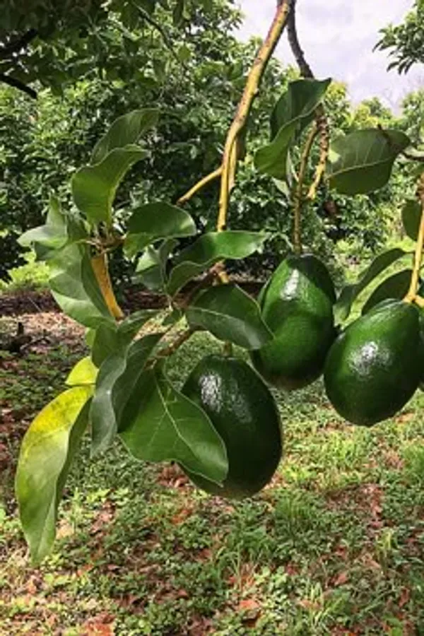 Green_Avocado_Fruit_Plant