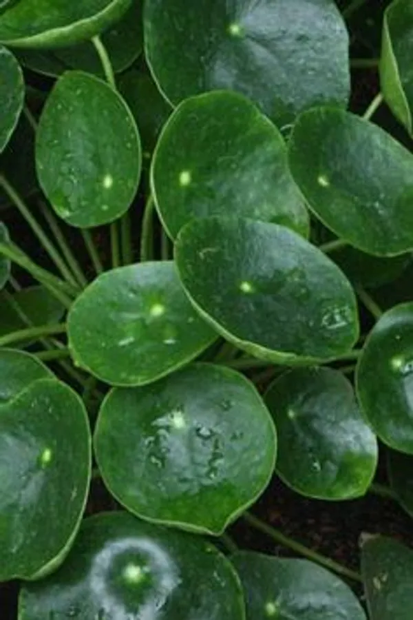 Pilea_Peperomioides_Live_Indoor_Plant
