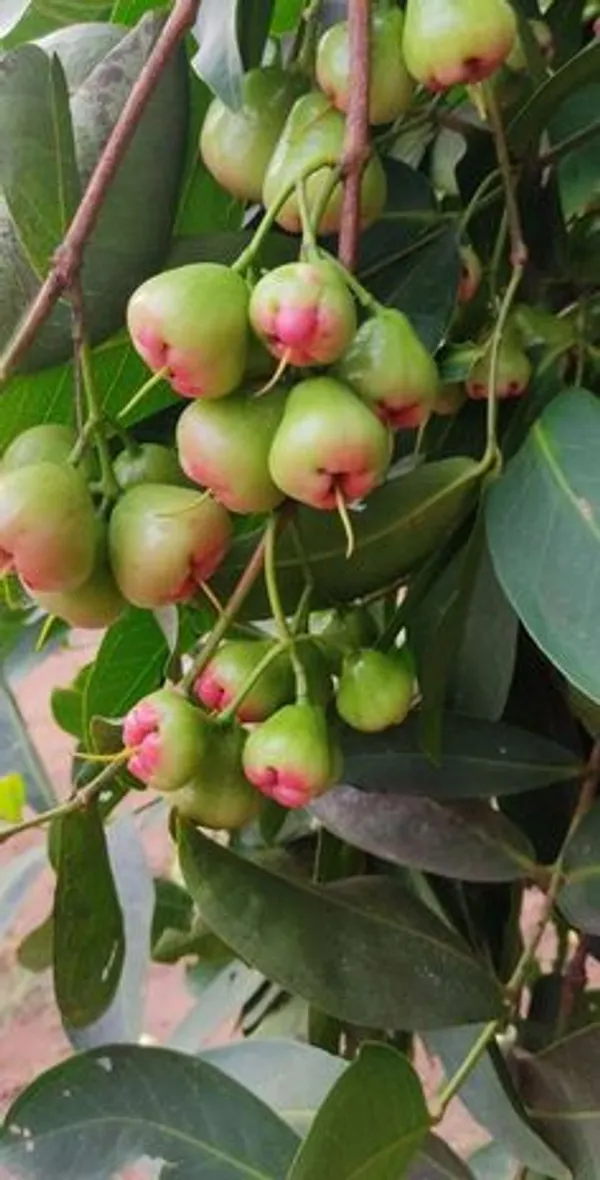 Green_Wax_Apple_Fruit_Plant