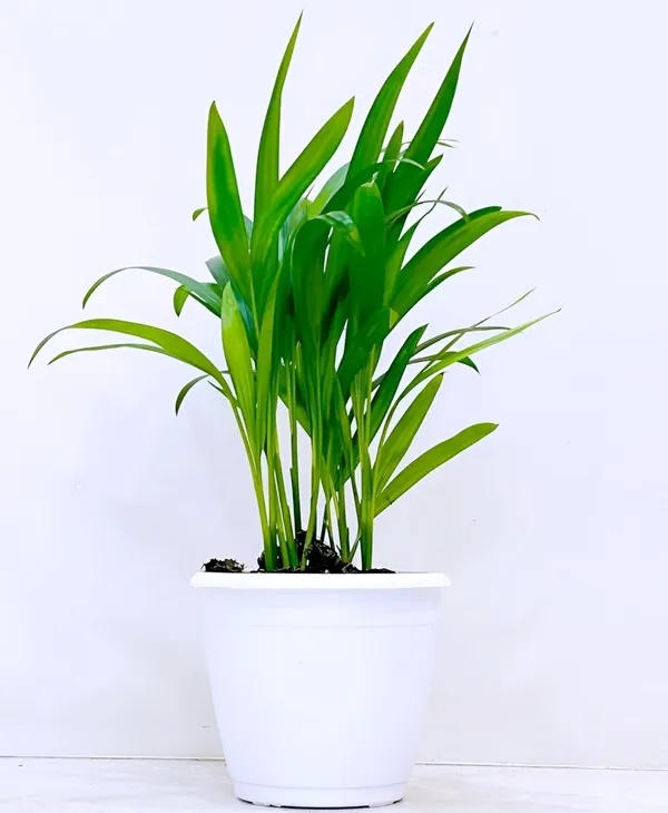 Green_Potted_Live_Foliage_Plant