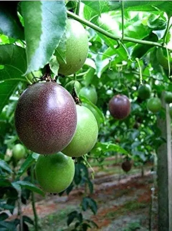 Passion_Fruit_Plant_Sapling