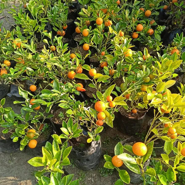 Kumquat_Orange_Fruit_Plant_In_Pot