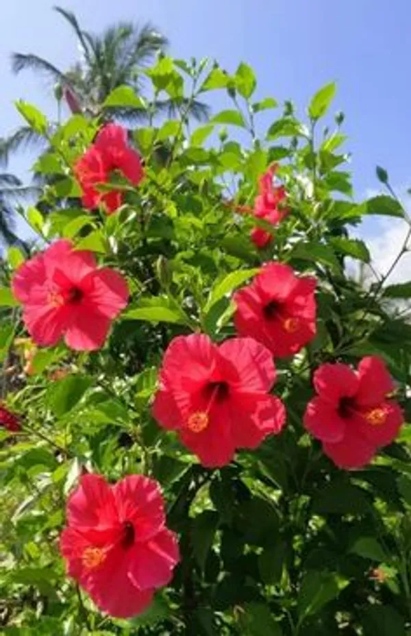 Red_Hibiscus_Flowering_Plant