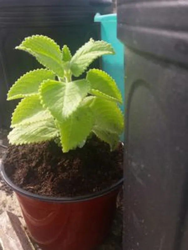 Green_Ajwain_Live_Plant