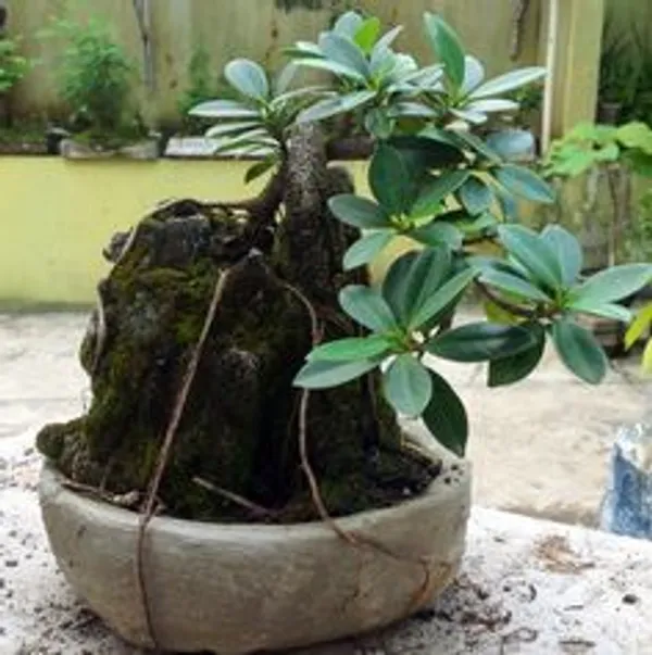 Green_Bonsai_Plant_In_Decorative_Pot