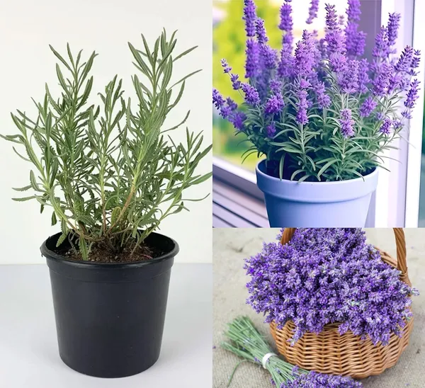 Purple_Lavender_Flowering_Plant