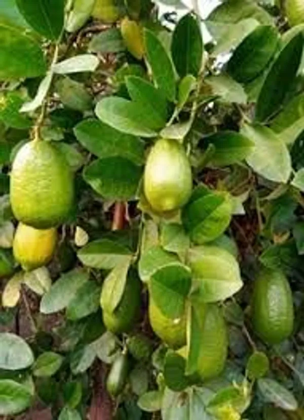 Green_Lemon_Fruit_Plant