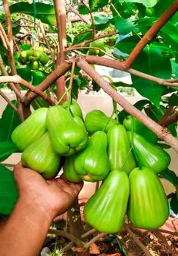 Green_Wax_Apple_Fruit_Plant