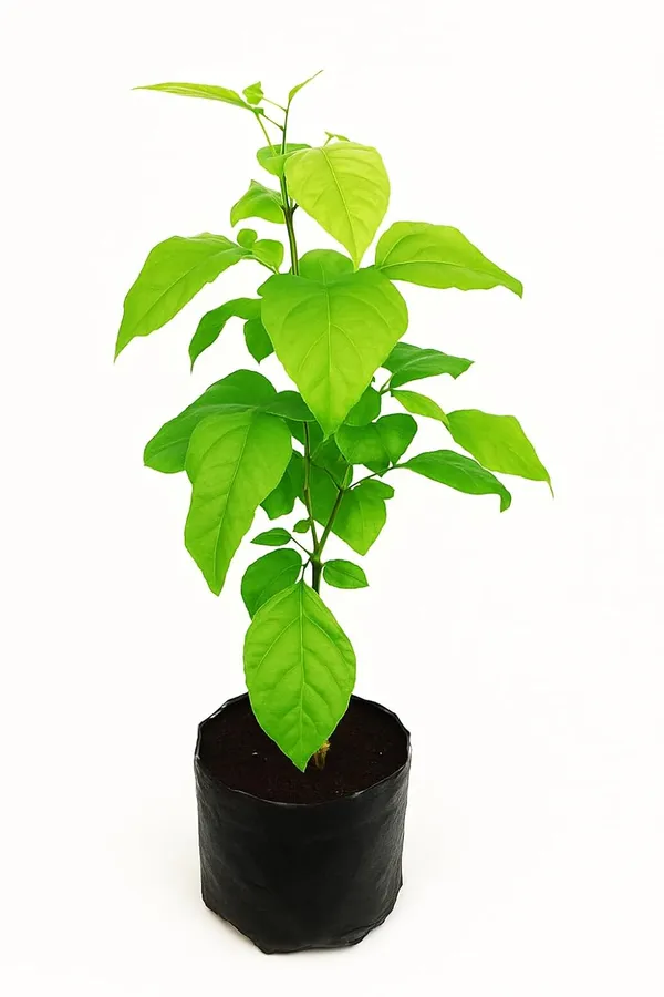 Green_Leafy_Live_Plant_In_Nursery_Grow_Bag
