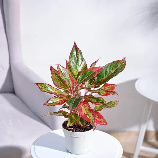 Red_Green_Aglaonema_Live_Plant_With_White_Pot