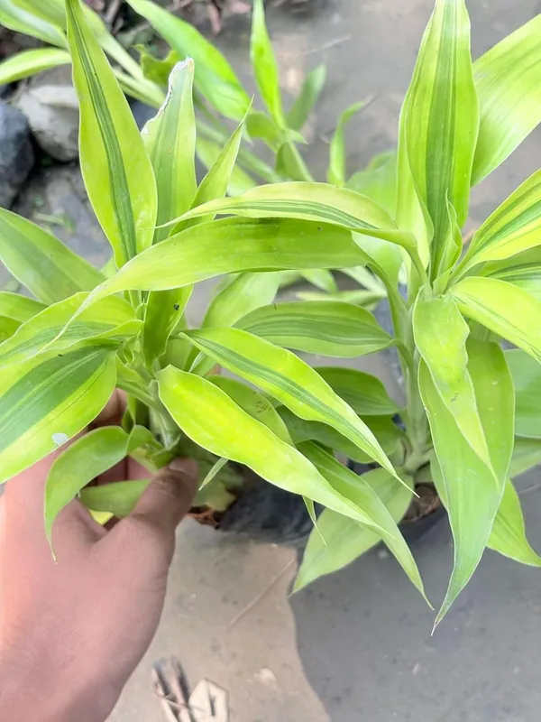 Variegated_Dracaena_Live_Ornamental_Plant