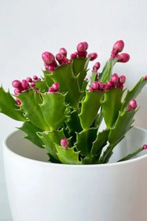 Pink_Christmas_Cactus_Flowering_Live_Plant