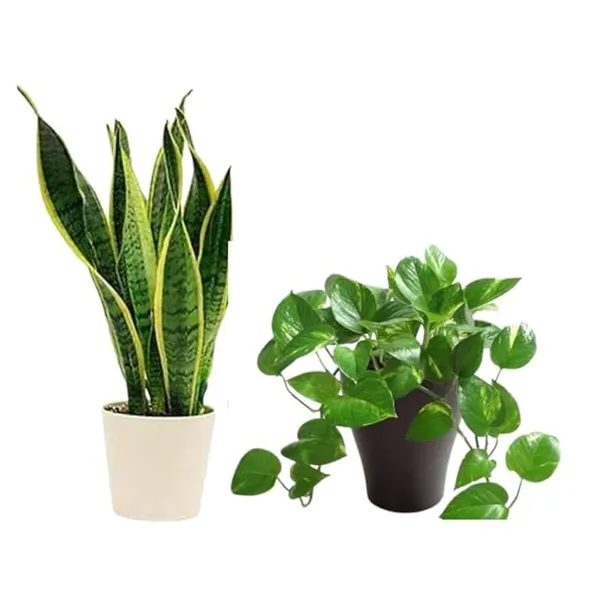 Snake_Plant_And_Money_Plant_Potted_Plant_Combo
