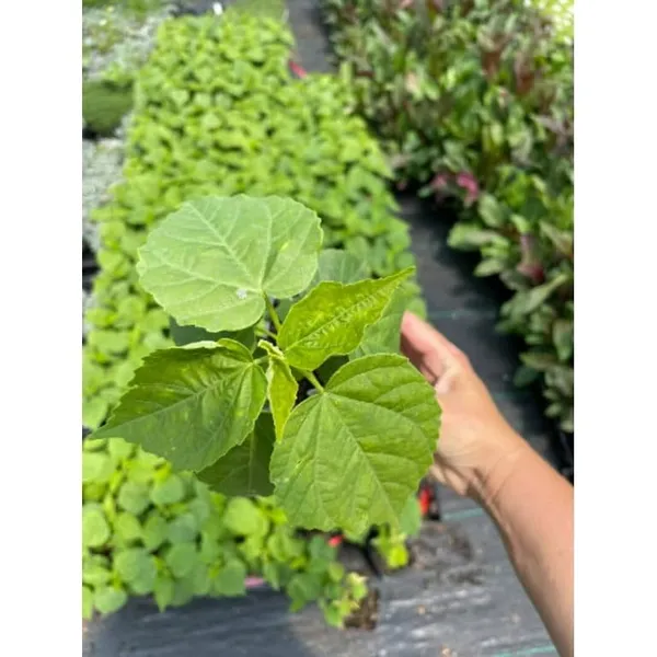 Green_Hibiscus_Live_Plant