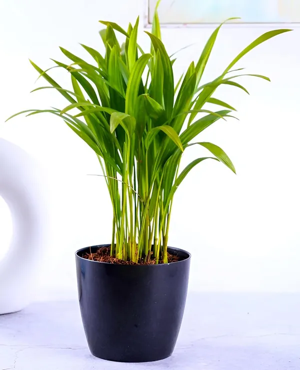 Green_Potted_Live_Foliage_Plant