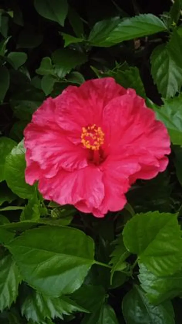 Red_Hibiscus_Flowering_Plant