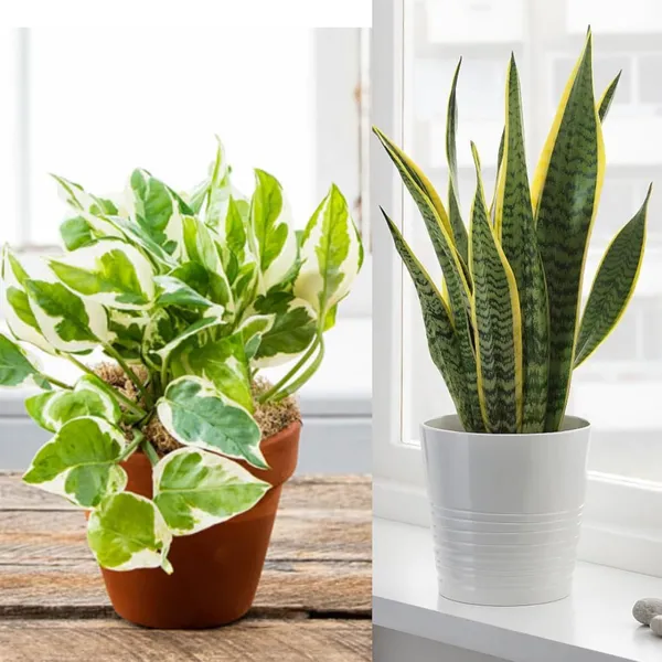 Green_Indoor_Plant_Combo_With_Decorative_Pots