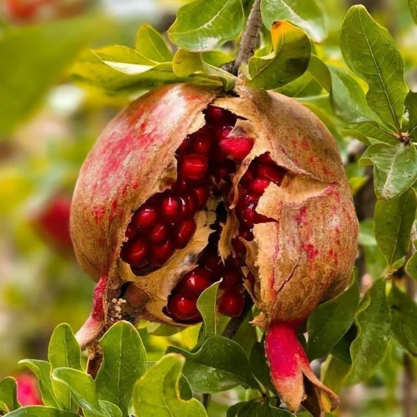 Pomegranate_Fruit_Plant