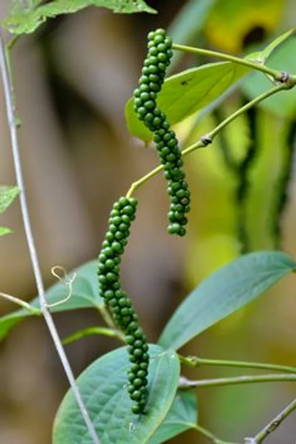 Black_Pepper_Plant