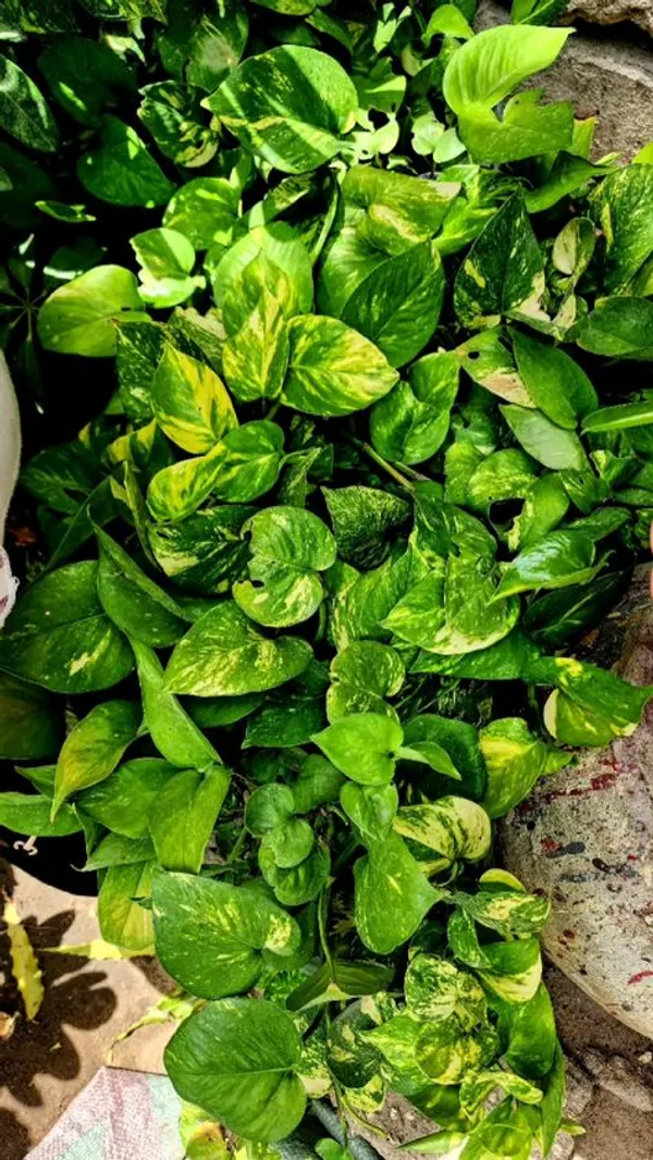 Golden_Variegated_Pothos_Live_Plant