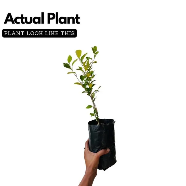 Guava_Fruit_Plant_Sapling_in_Grow_Bag