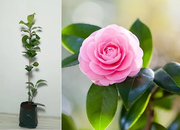 Camellia_Flowering_Plant
