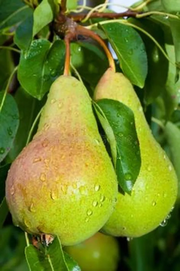 Green_Pears